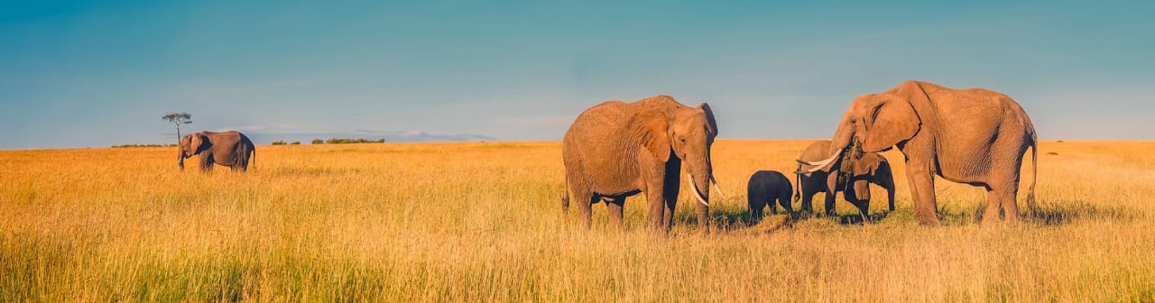 Africa